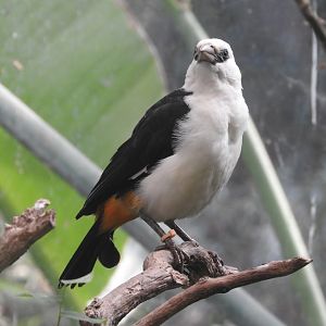 White-headed Buffalo Weaver