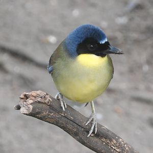 Blue-crowned Laughingthrush