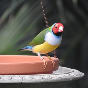 Gouldian Finch