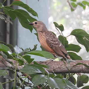 Fawn-breasted Bowerbird