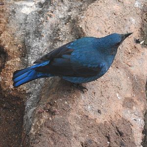 Asian Fairy Bluebird