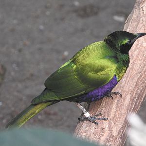 Emerald Starling