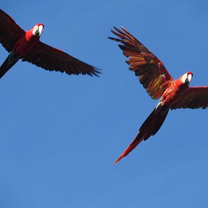 Green-winged and Scarlet Macaws