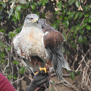 Ferruginous Hawk