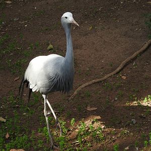 Blue Crane