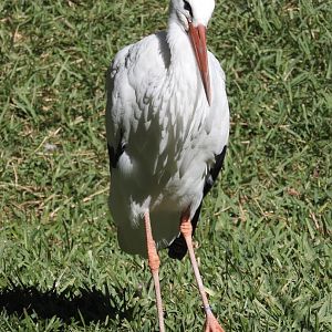 White Stork