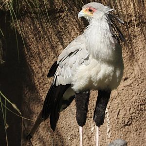Secretarybird