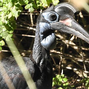 Abyssinian Ground Hornbill