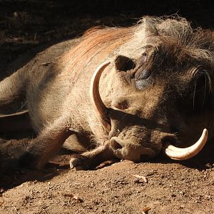 Warthog