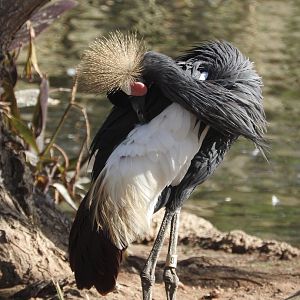 West African Crowned Crane