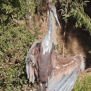 Goliath Heron