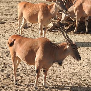 Common Eland