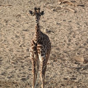 Baby Giraffe