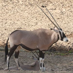 Gemsbok