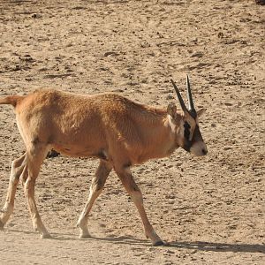 Gemsbok calf