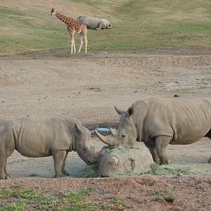 White Rhinos