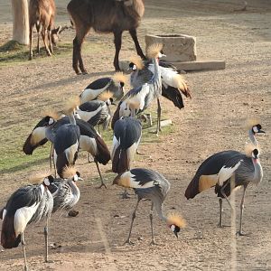 Gray-crowned Cranes
