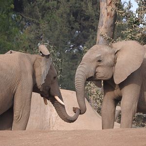 African Elephants