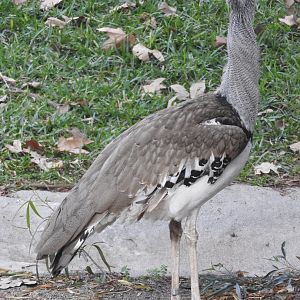 Kori Bustard