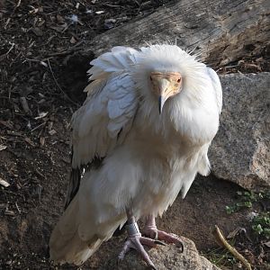 Egyptian Vulture