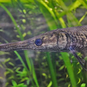 Alligator Gar at CERZA, 10/06/18