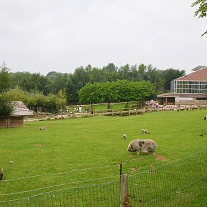 Farm Paddocks at CERZA, 10/06/18