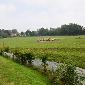 African Paddock at CERZA, 10/06/18