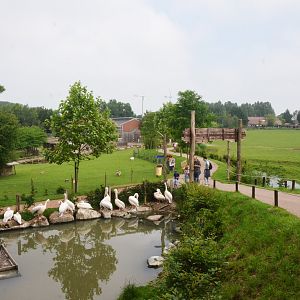 Pelican Pool at CERZA, 10/06/18