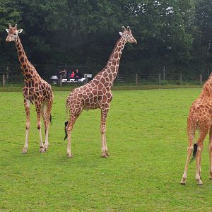 Giraffes at CERZA, 10/06/18