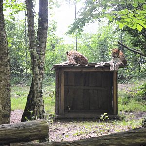 Leopards at CERZA, 10/06/18