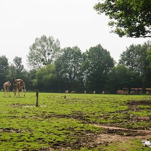 African Paddock at CERZA, 10/06/18