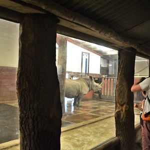 White Rhino Interior Enclosure at CERZA, 10/06/18