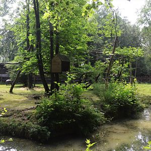 Pygmy Hippo and Roloway Guenon Enclosure at CERZA, 10/06/18