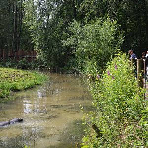 Pygmy Hippo and Roloway Guenon Enclosure at CERZA, 10/06/18