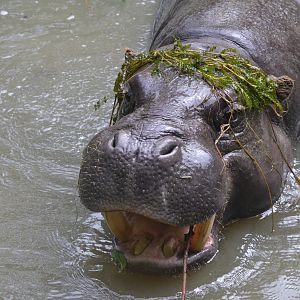 Pygmy Hippopotamus at CERZA, 10/06/18