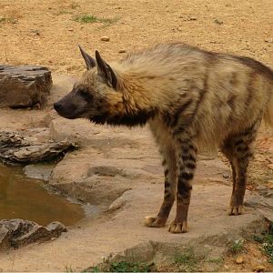 Striped hyena