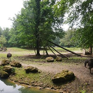 Zebra, Oryx and Ostrich Enclosure at CERZA, 10/06/18