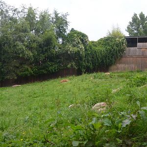 Spotted Hyaena Enclosure at CERZA, 10/06/18