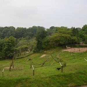Gelada and Hornbill Enclosure at CERZA, 10/06/18