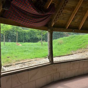 Lion Enclosure Viewing at CERZA, 10/06/18