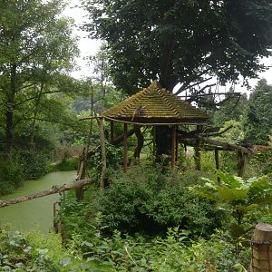 Emperor Tamarin Enclosure at CERZA, 10/06/18