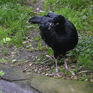 Yellow-knobbed Currassow at CERZA, 10/06/18