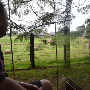 Indian Rhino Viewing from Road Train at CERZA, 10/06/18