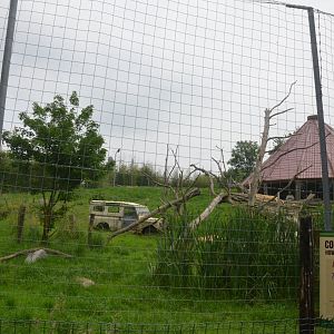 Lion Viewing from Road Train at CERZA, 10/06/18