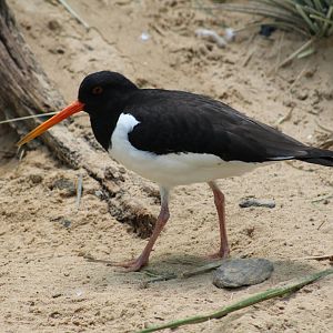 Eurasian Oystercatcher