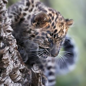 Amur leopard cub
