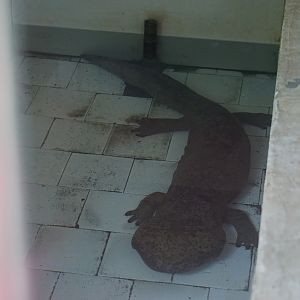 Chinese giant salamander (Andrias davidianus)