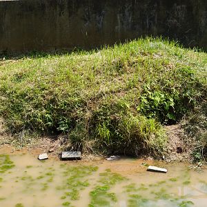 Nest for chinese alligator