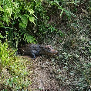 Nest for chinese alligator