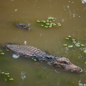 Chinese alligator (Alligator sinensis)